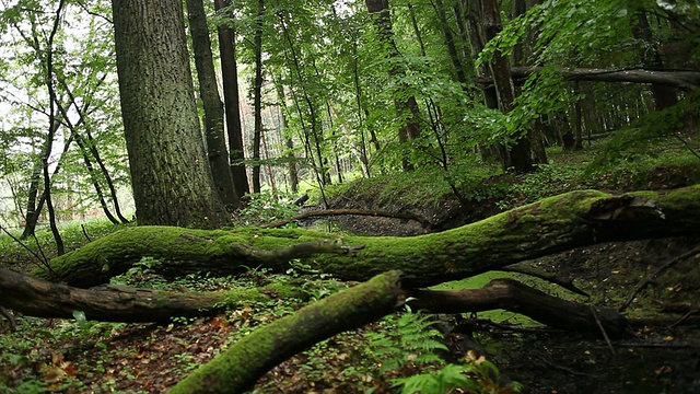美丽的野生森林与倒下的树枝视频素材