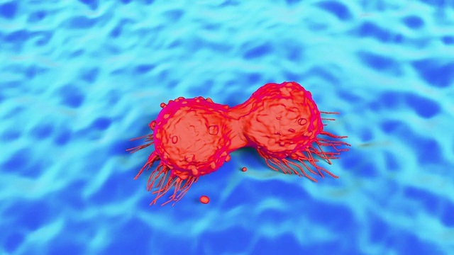 分裂乳腺癌细胞，癌细胞分裂视频下载