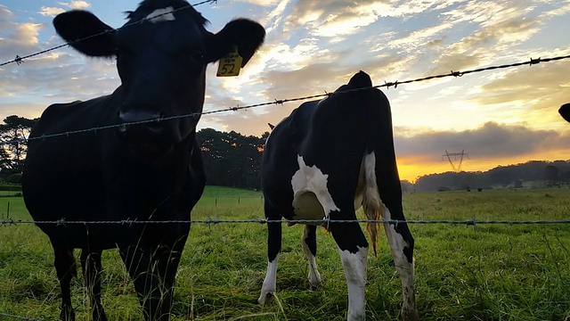 奶牛，奶牛农业，日落/日出视频素材