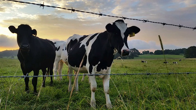 奶牛，奶牛农业，日落/日出视频素材