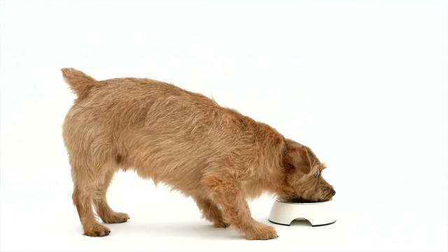 诺福克梗是一种吃东西的狗视频素材