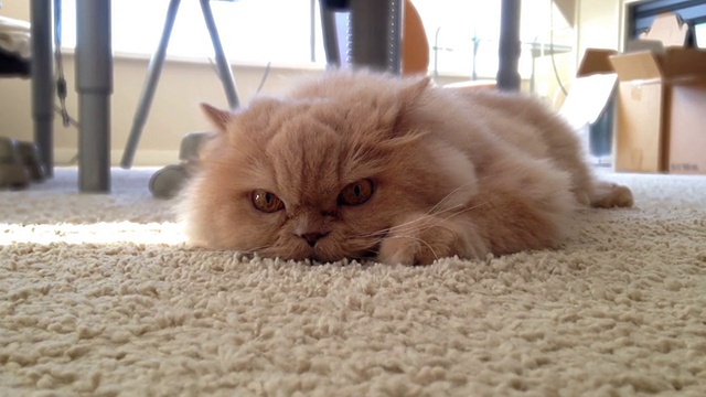 宏观波斯猫放松在地板上视频素材