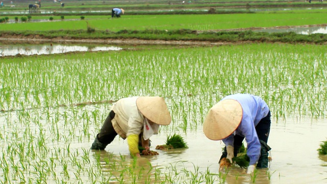 农民在田里种植水稻视频下载