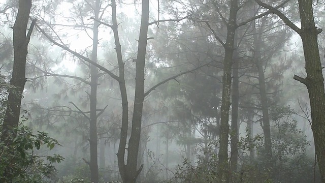 雾蒙蒙的路穿过树林，视频素材