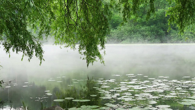 河上的晨雾视频下载