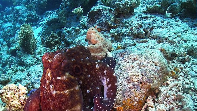 珊瑚礁上的章鱼视频下载