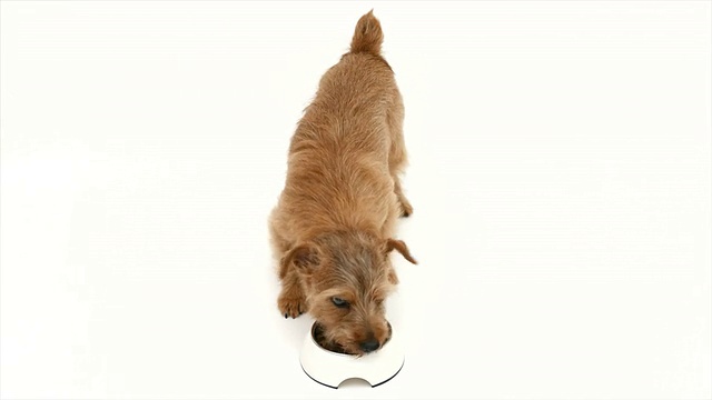 诺福克梗是一种吃东西的狗视频素材