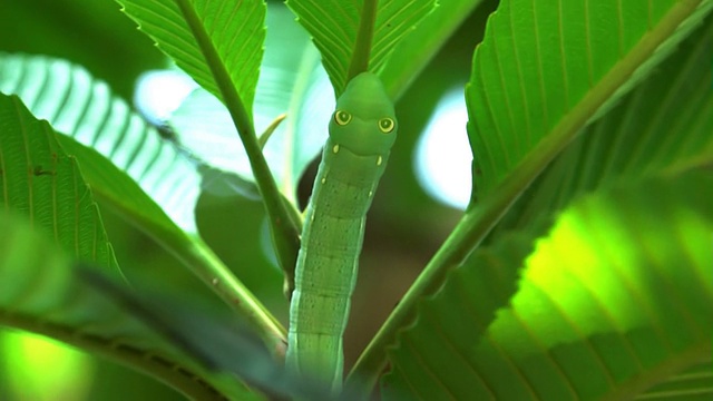 毛虫，蠕虫爬行，吃繁茂的树叶在一个完全丰富的自然视频素材