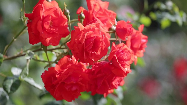 花丛中盛开着红玫瑰视频素材