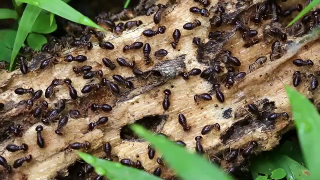 一个腐烂的原木雨林中的白蚁视频下载