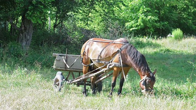 马和车在大自然中吃草视频素材