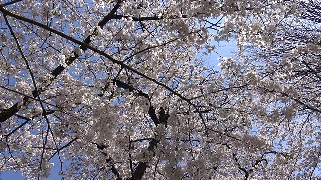 樱花盛开，日本东京。视频素材