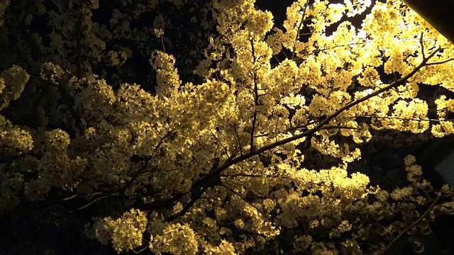 樱花在夜晚，日本东京。视频素材