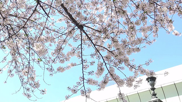 樱花盛开，日本东京。视频素材