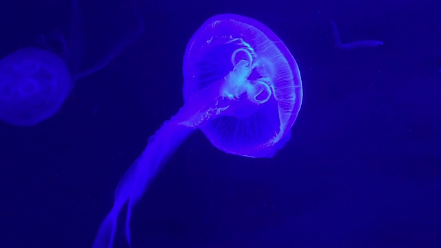 水母夜灯Magento在蓝色背景的水视频素材