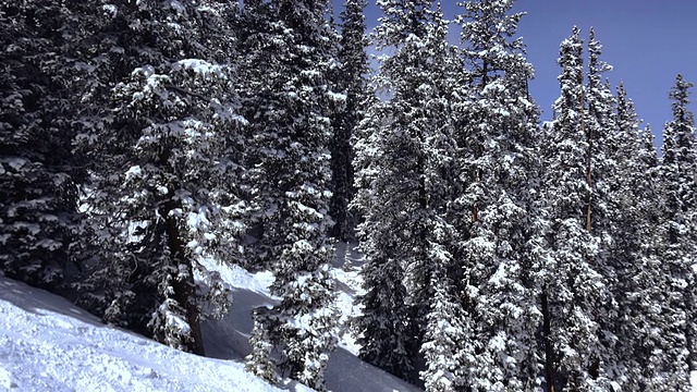 深雪覆盖的树木在山上视频素材