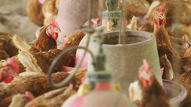母鸡有蛋，农场有鸡。剪辑和声音。视频素材