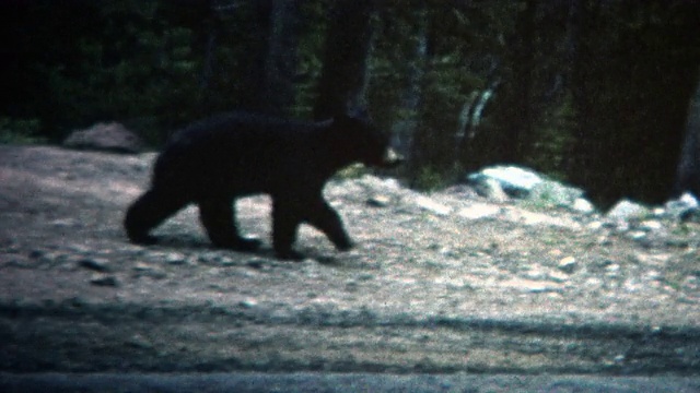 1968年，人们在黄石公园的路边喂熊视频下载