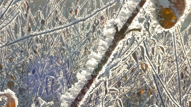 在霜冻的日子有白霜的荆棘浆果视频素材