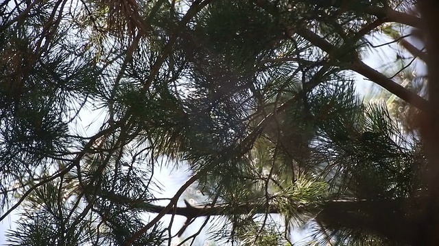 冷杉树林的树枝视频素材