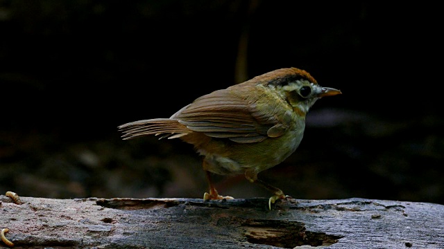 鸟栖息在木头上的特写镜头视频下载