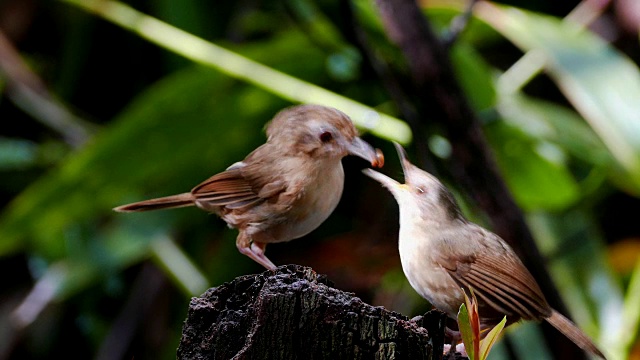 鸟栖息在树上的特写镜头视频下载