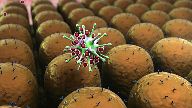 病毒,脂肪细胞视频素材