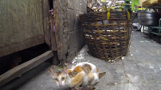 亚洲肮脏街道上无家可归的野猫视频素材