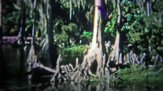 劳德代尔堡，美国——1957年:技术未对生态系统造成过度压力之前的榕树林。视频素材