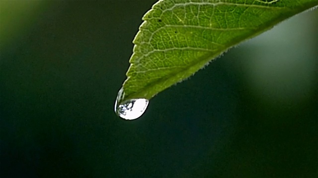 一滴大的水滴落在树叶上视频素材