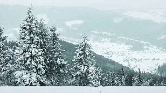 云杉森林覆盖雪在冬季景观视频素材