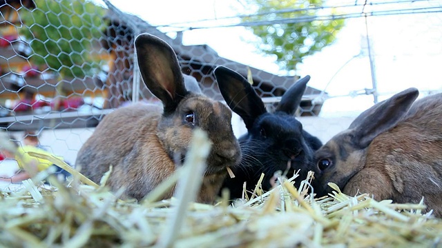 兔子在笼子里视频下载