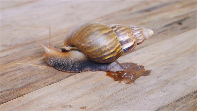在木板上爬行的蜗牛视频下载