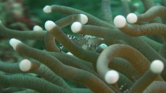 海葵上的玻璃虾视频下载