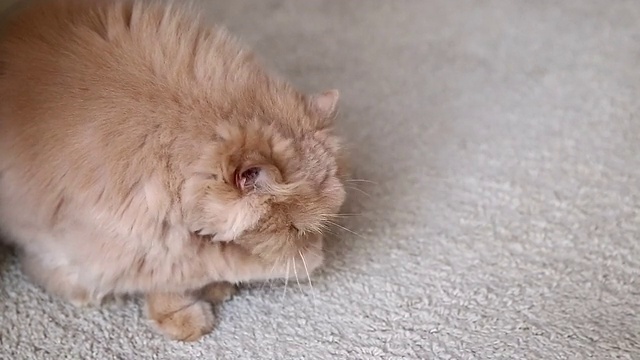 一只正在洗脸的波斯猫。视频素材