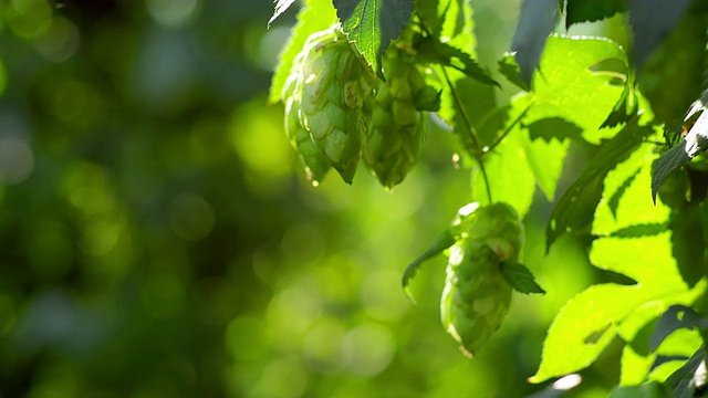 成熟的啤酒花挂在树枝上视频素材