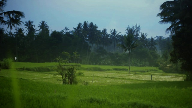 巴厘岛的稻田视频素材