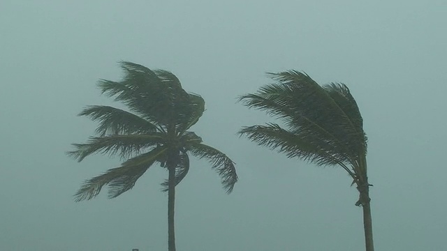 飓风的棕榈树视频素材