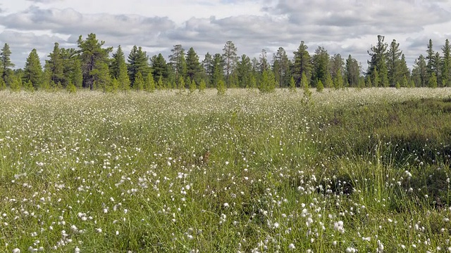 时间流逝移动的云和棉花草在西伯利亚沼泽视频素材