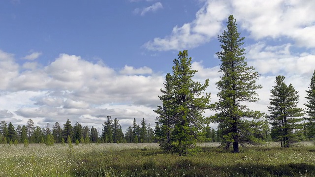 时间流逝移动的云和棉花草在西伯利亚沼泽视频素材