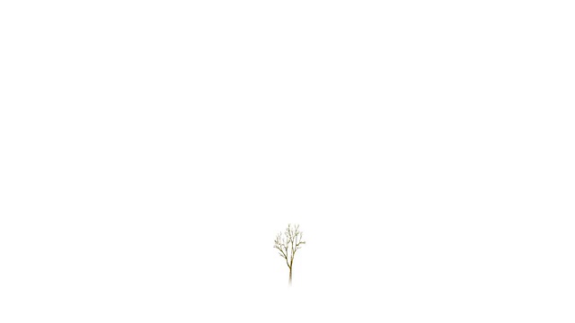 生长在白色背景上的树。视频素材