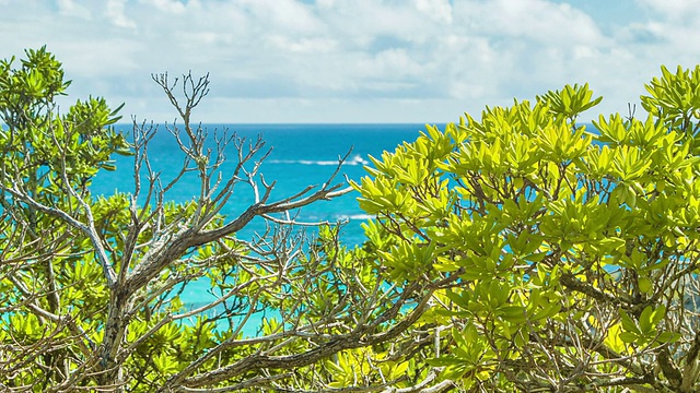 通过百慕大群岛远洋船植物的偷窥观视频下载