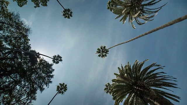 棕榈树视频素材