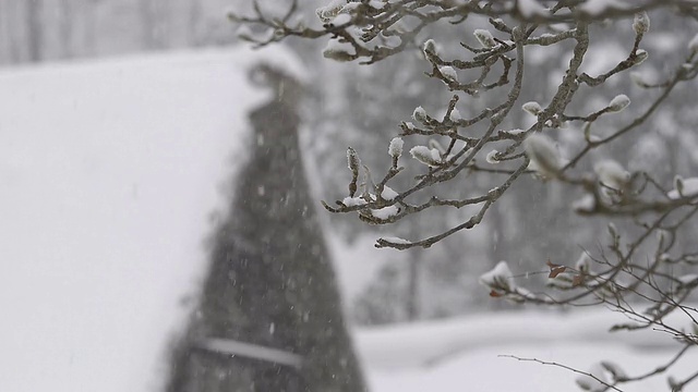 冬天的树，下雪，在富山，日本视频素材