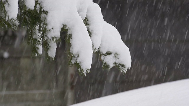 雪花飘落在树上，在富山，日本视频素材