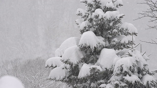 雪花飘落在树上，在富山，日本视频素材