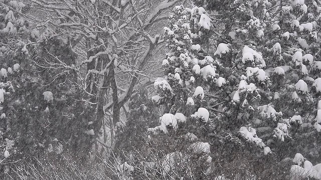 雪花飘落在森林里，在富山，日本视频素材