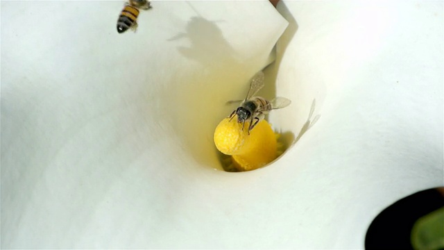 蜜蜂在给非洲百合授粉视频下载