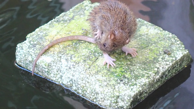 老鼠在池塘视频素材