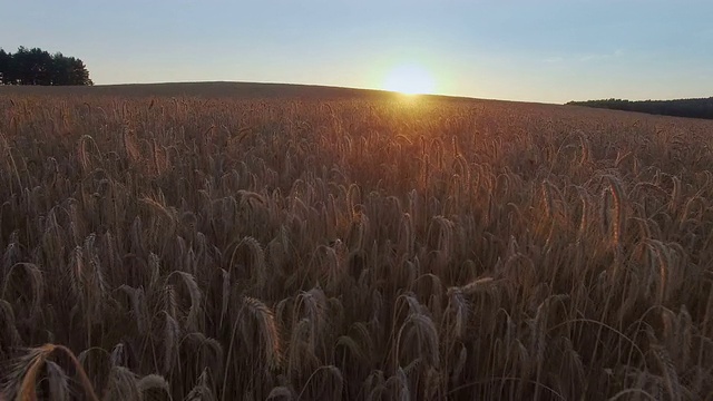 在金色的夕阳下飞过农田，鸟瞰全景。视频素材